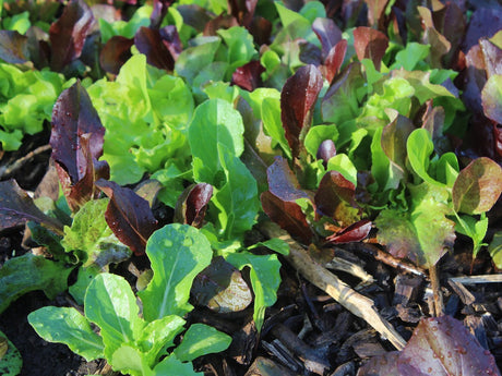 The Key to Knowing WHEN to Plant Your Garden