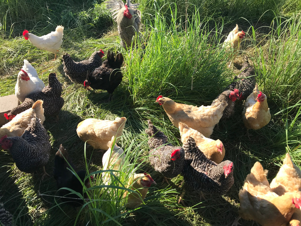 Caged Chickens vs Pastured Chickens- See for Yourself