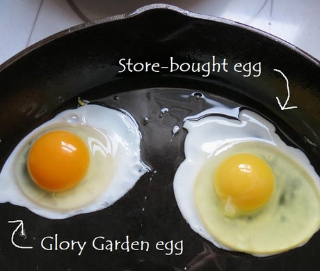 What Customers Are Saying About Our Free Range Eggs
