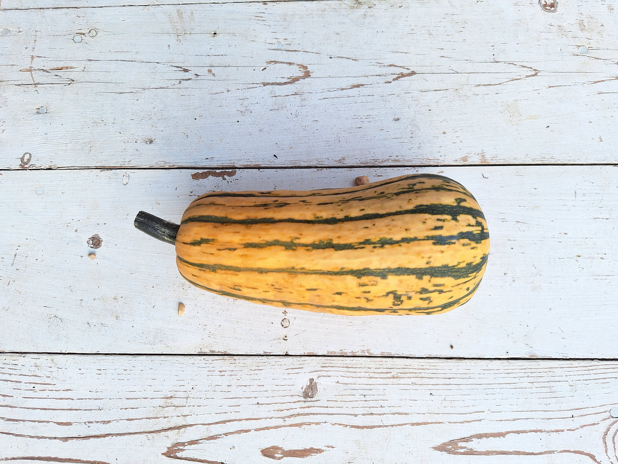 Squash, Delicata
