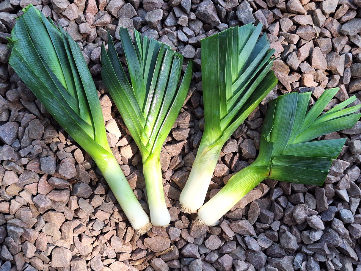 Leeks, 1 bunch