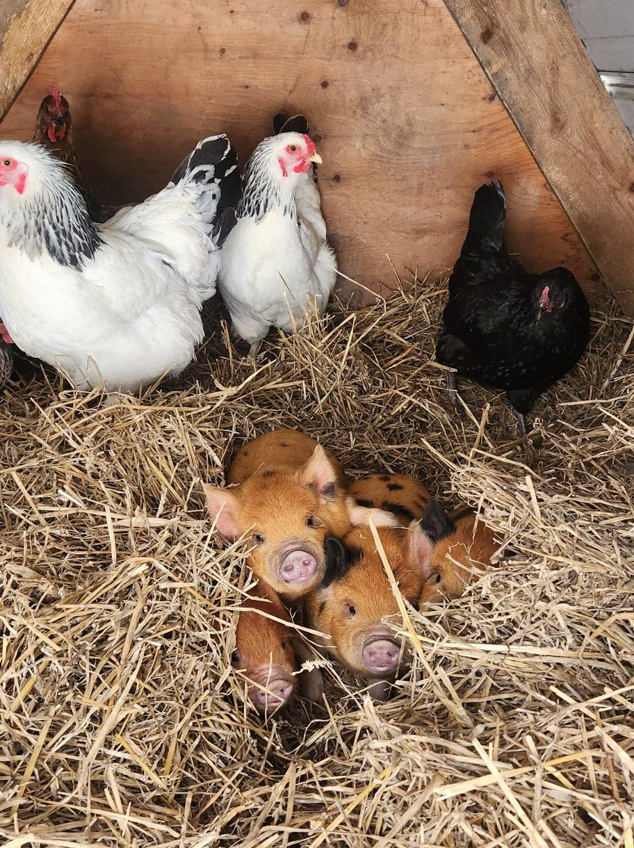 Country Apple Orchard Eggs