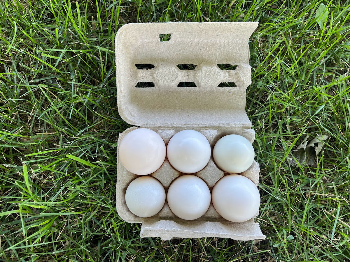 Black Duck Egg Cartons