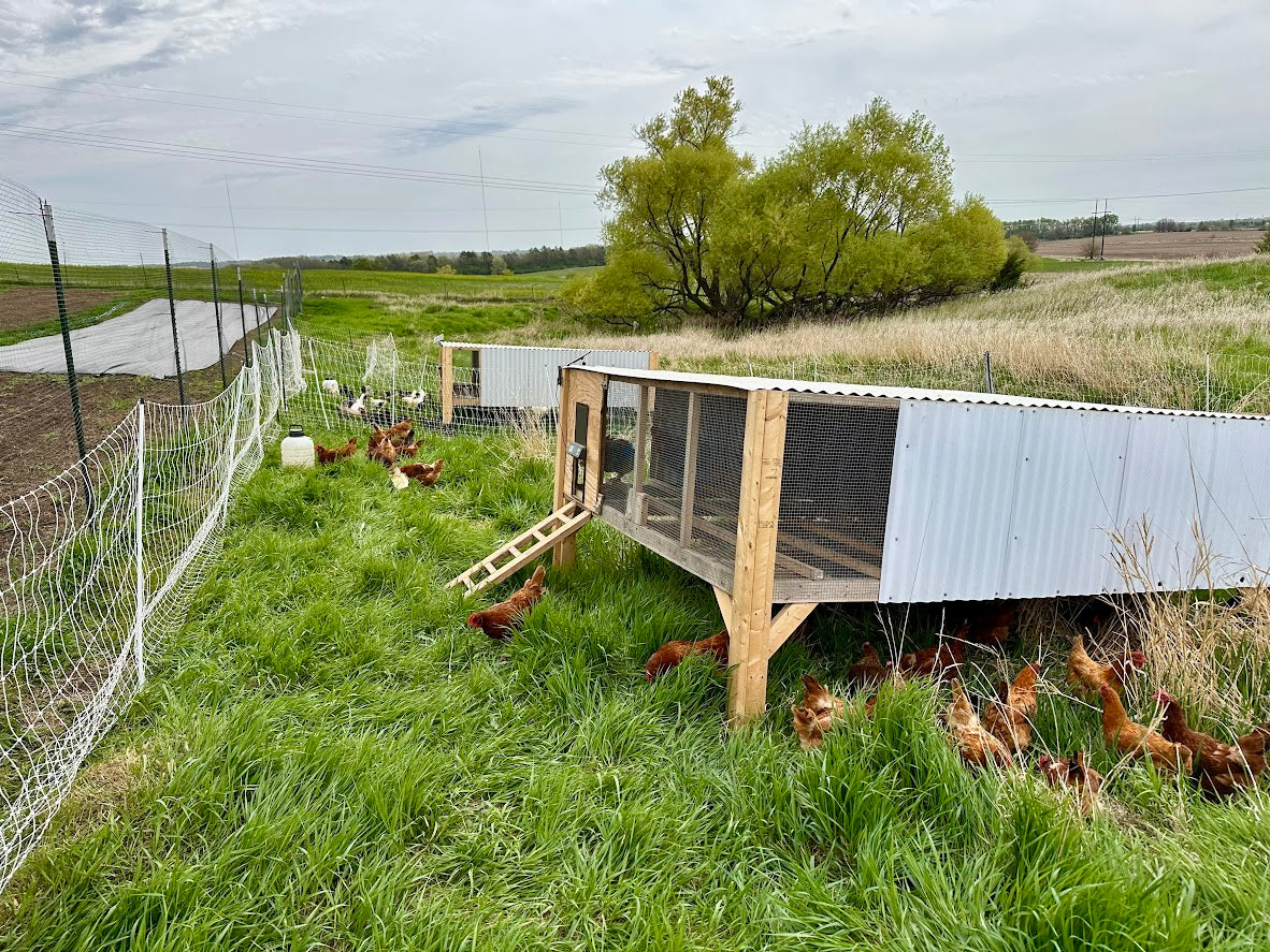 Grace Place Eggs - Organically Fed