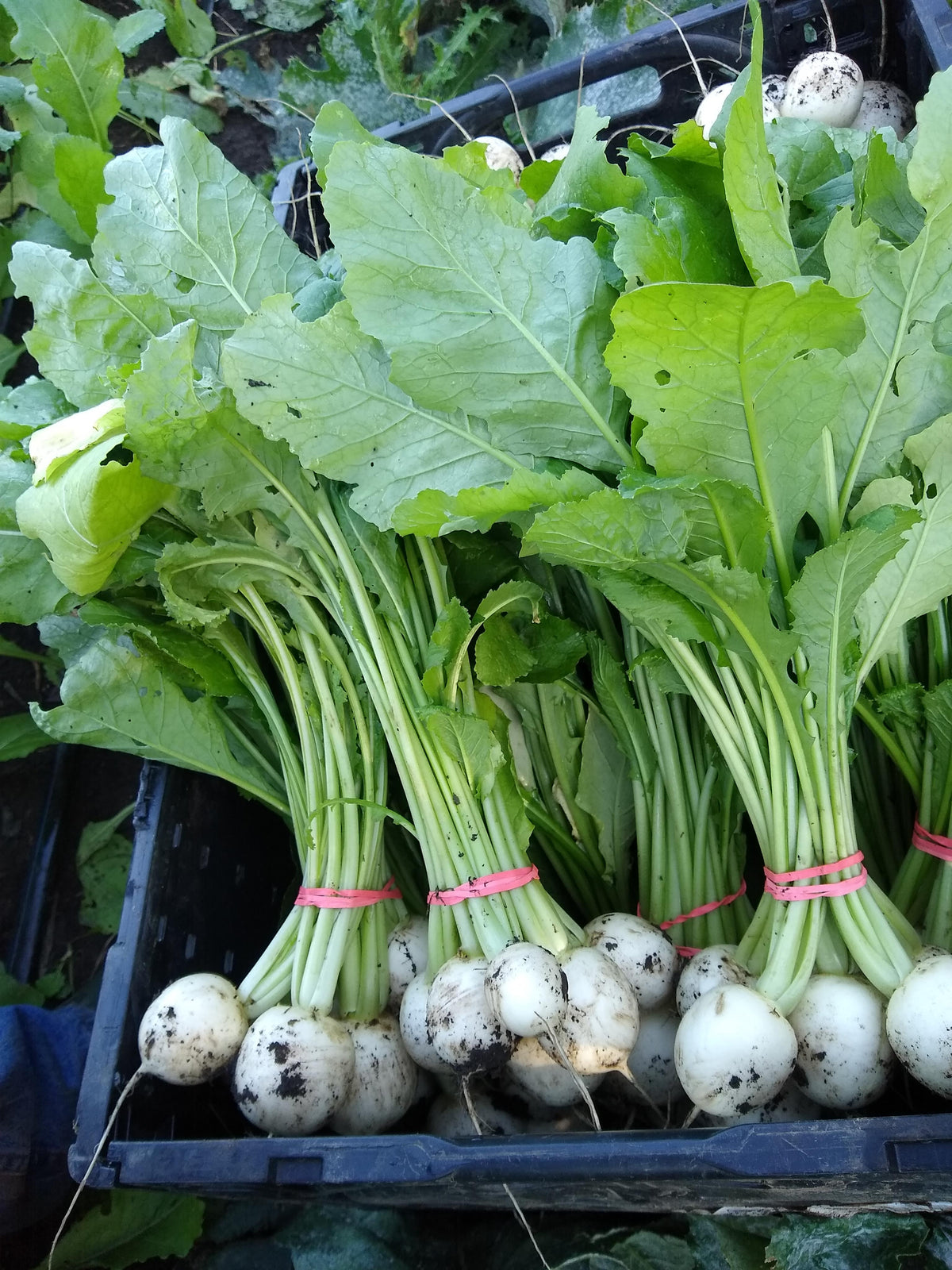 Salad Turnips, Bunch