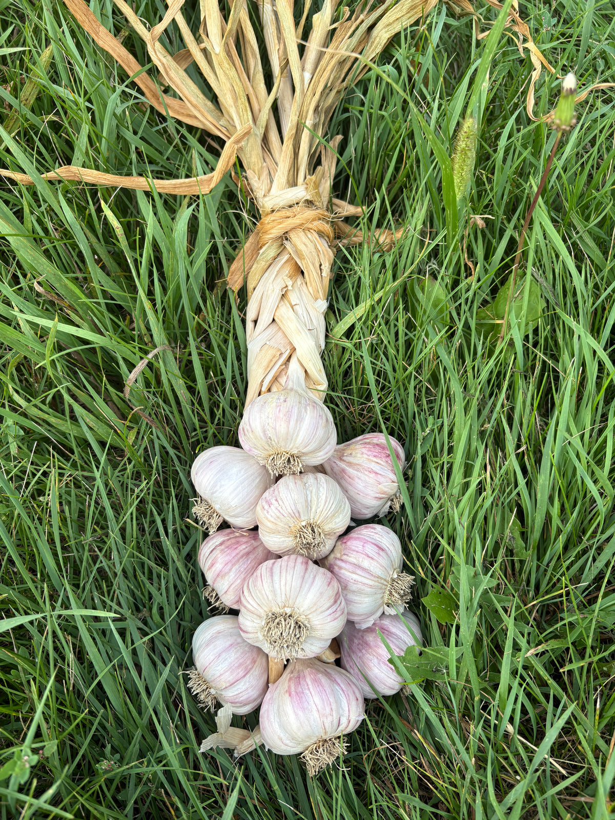 Garlic, 10-bulb braid