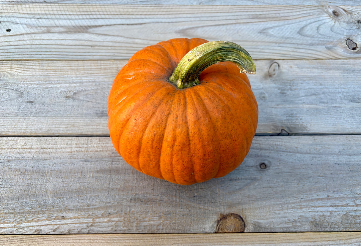 Organic Pie Pumpkin - New England