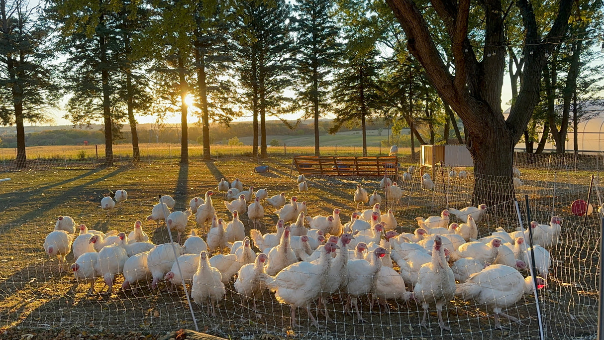 Organically-Fed Pastured Ground Turkey