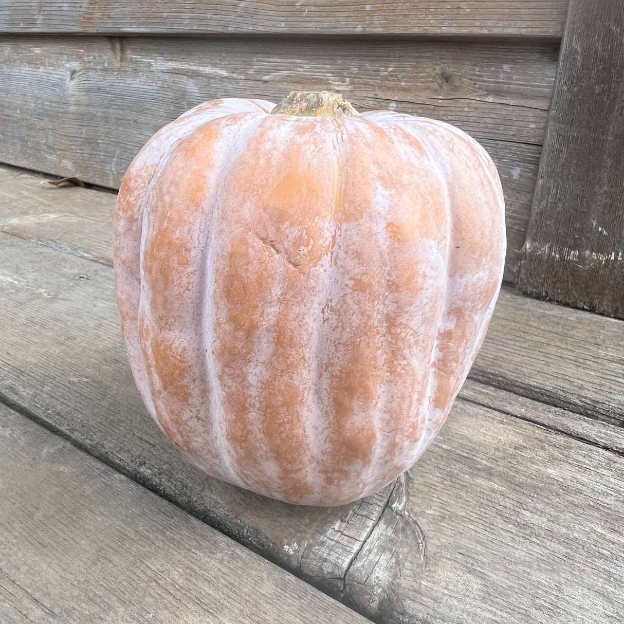 Squash, Autumn Frost
