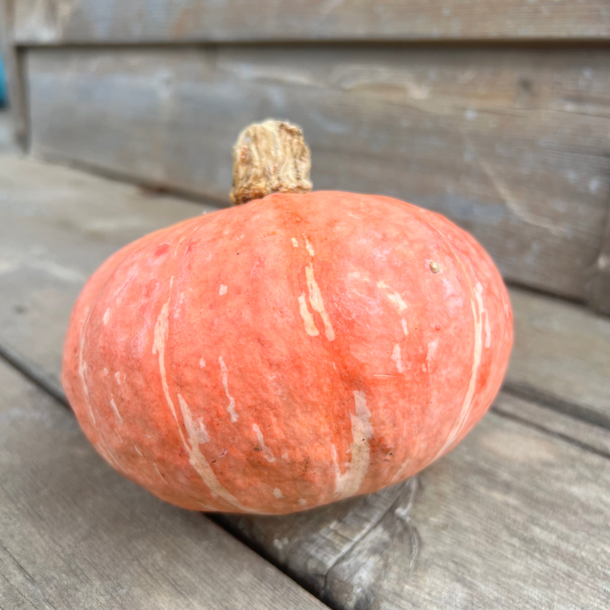 Squash, Winter Blush