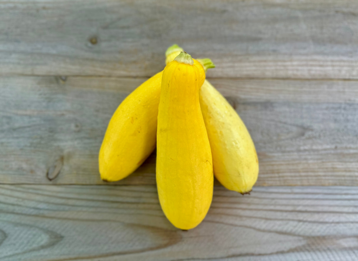 Straightneck Summer Squash (Yellow), 3 count