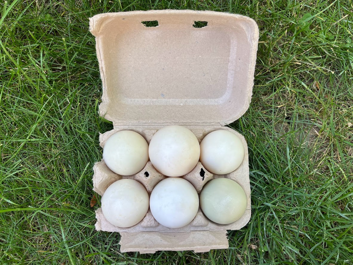 Duck Eggs