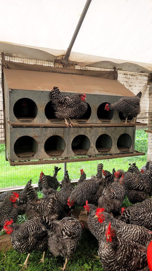 Veldkamp Family Eggs