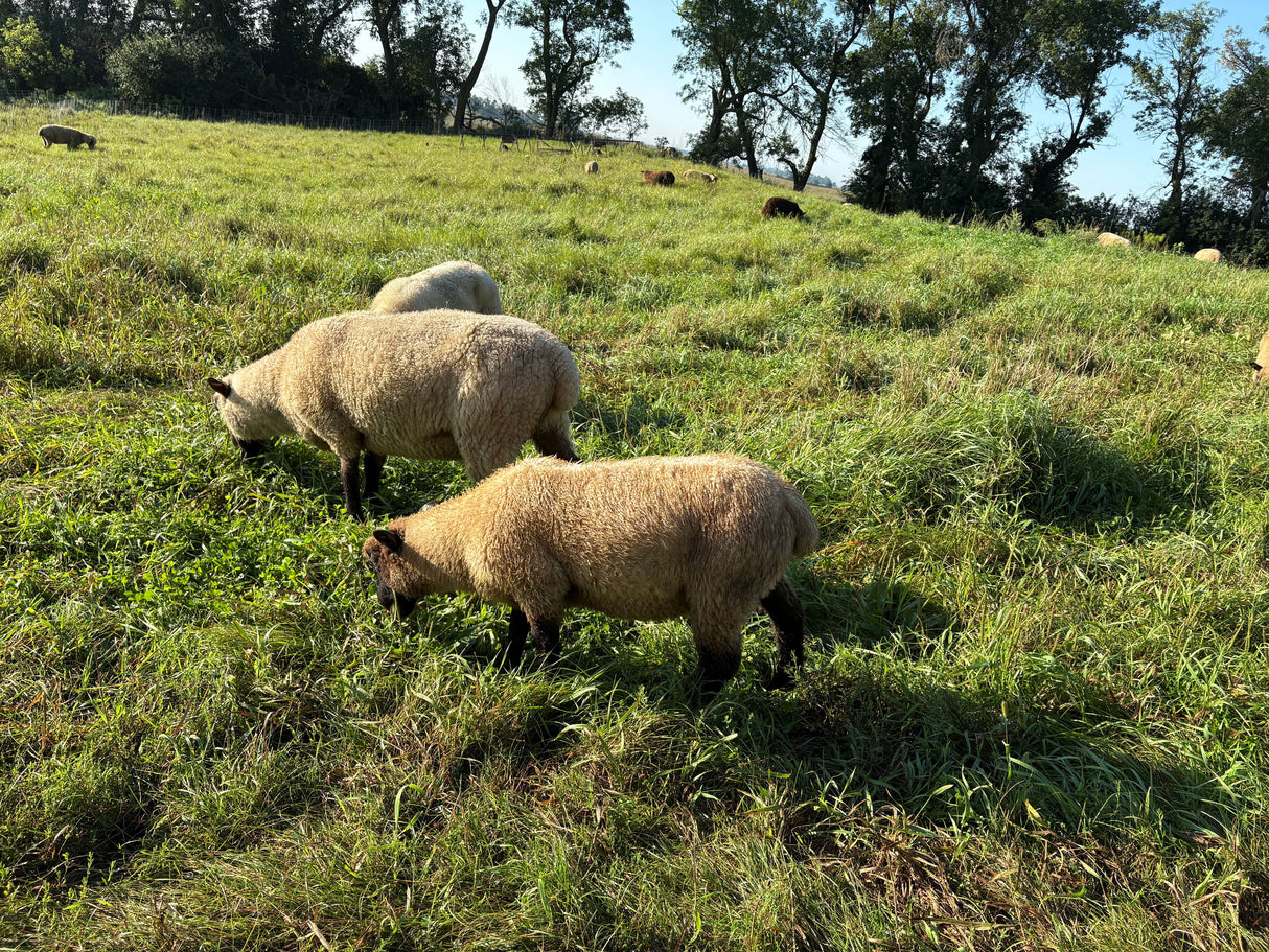 Prairie Coteau Grassfed Lamb Liver