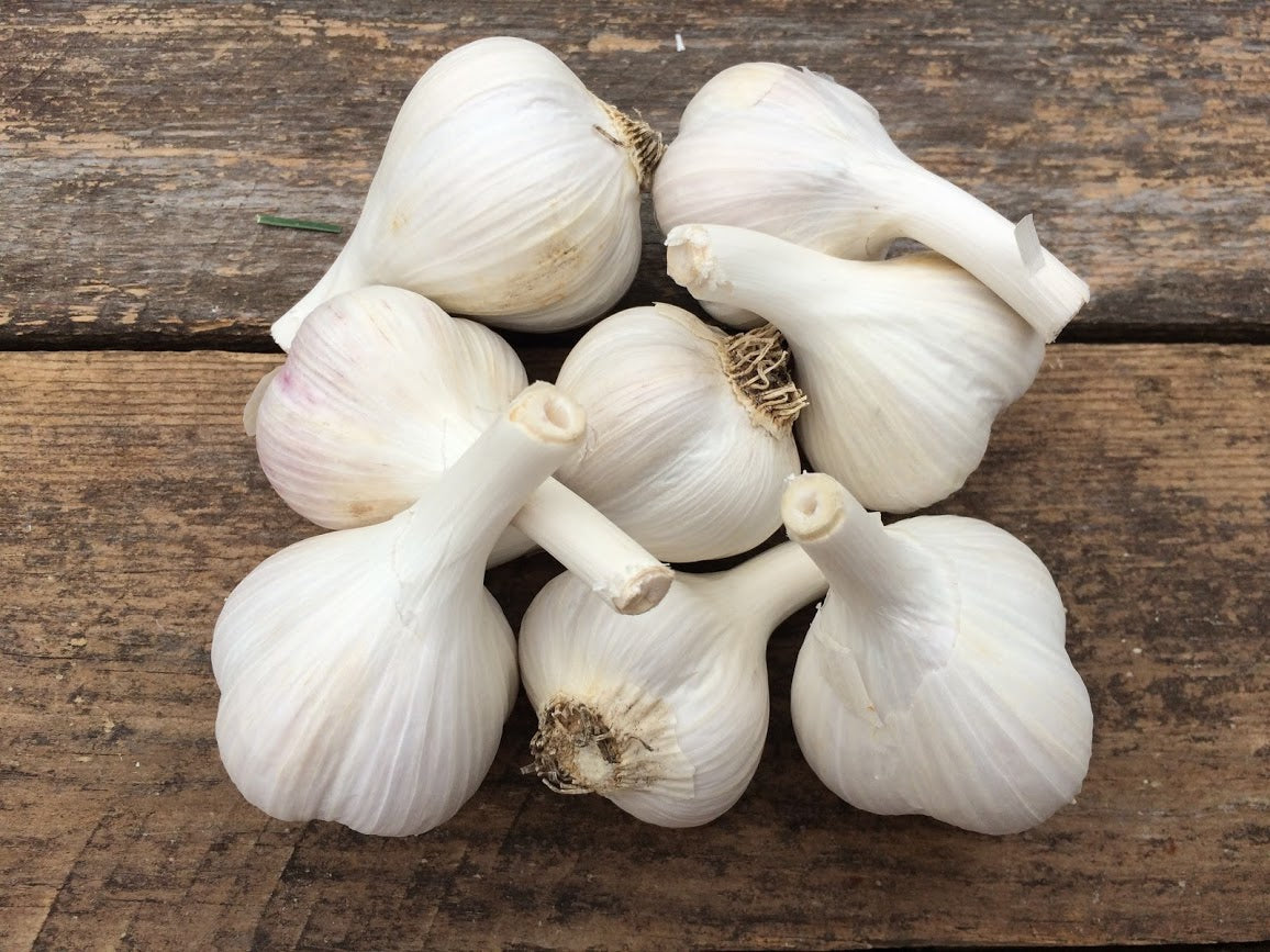 Garlic