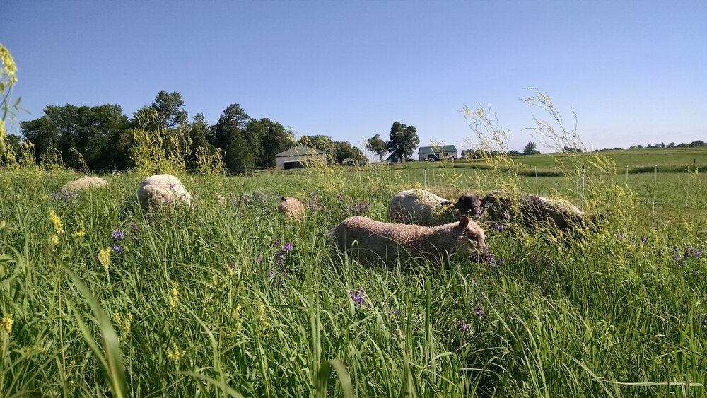 Prairie Coteau Grassfed Lamb Liver