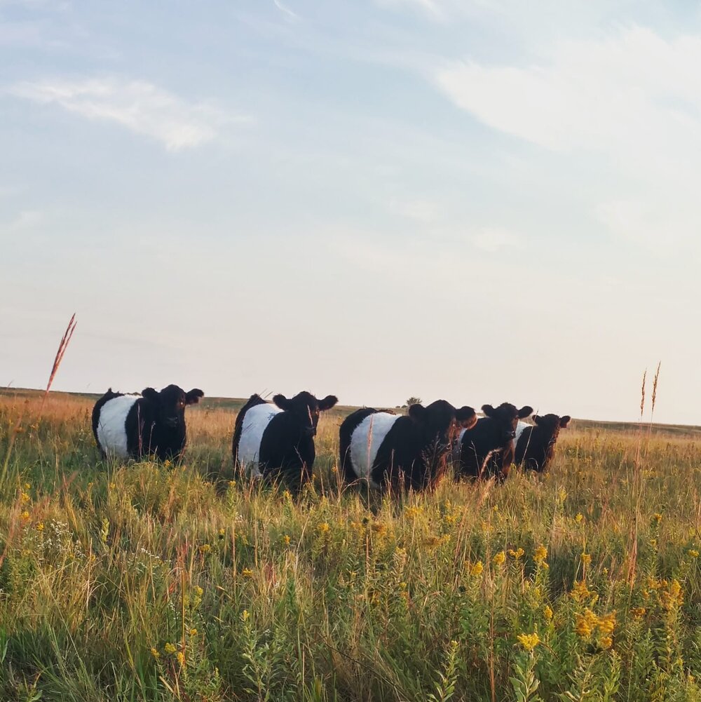 Grassfed Beef Stew Meat, 1 lb