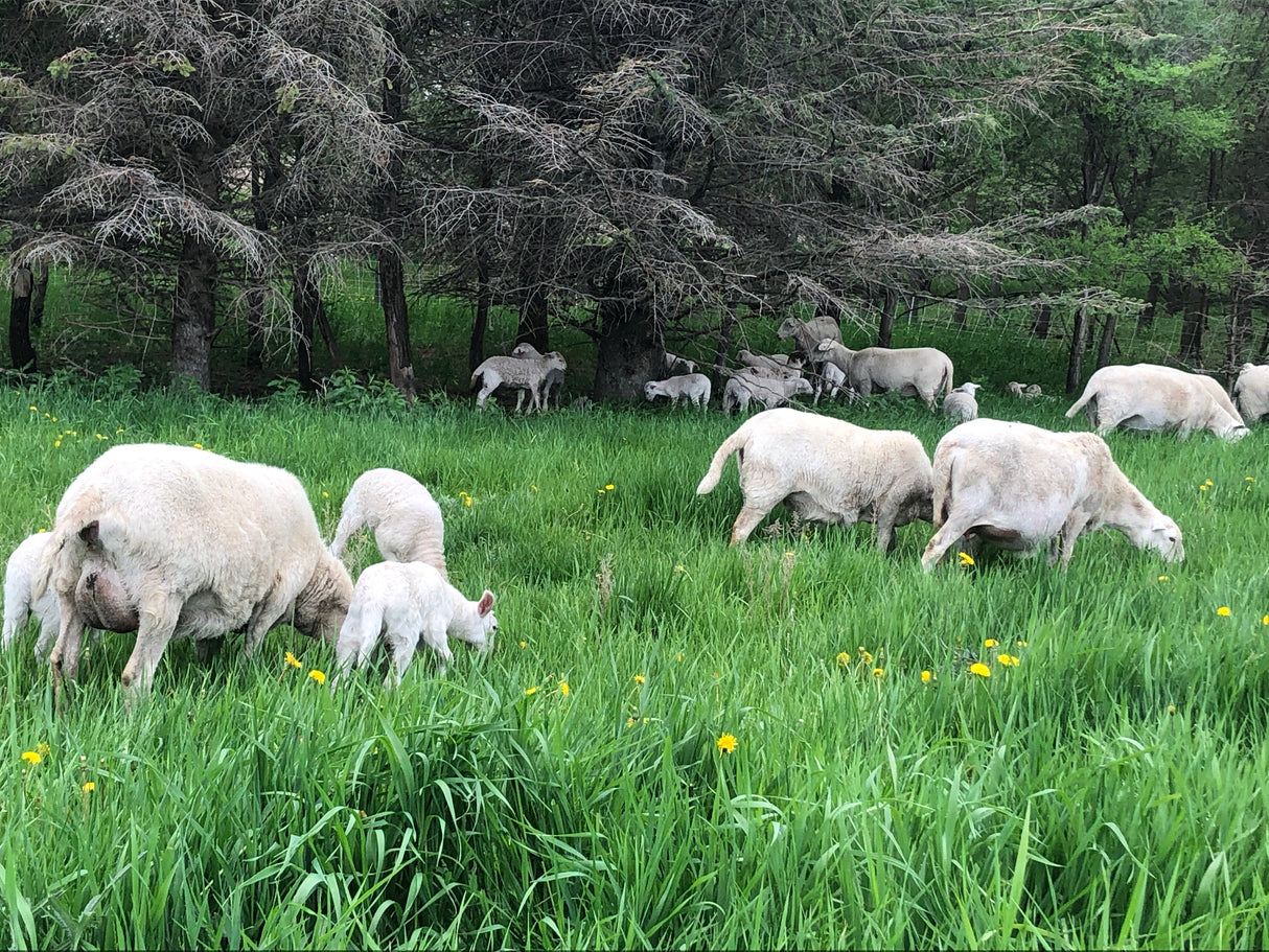 Svec Grassfed Ground Lamb, .9 lb