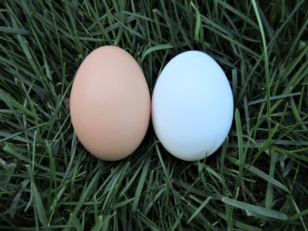 Brown Eggs vs. White Eggs- Which is Better?