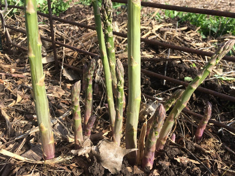 Asparagus Is More Than Just Asparagus To Me