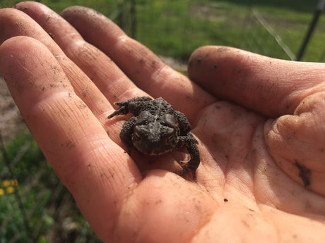 FAQ: Is Glory Garden Organic?