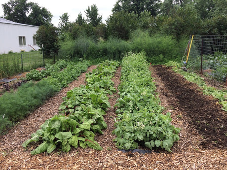 Make This Simple Switch to Grow More Vegetables in Less Space