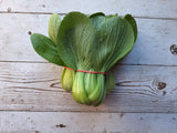 Baby Bok Choy