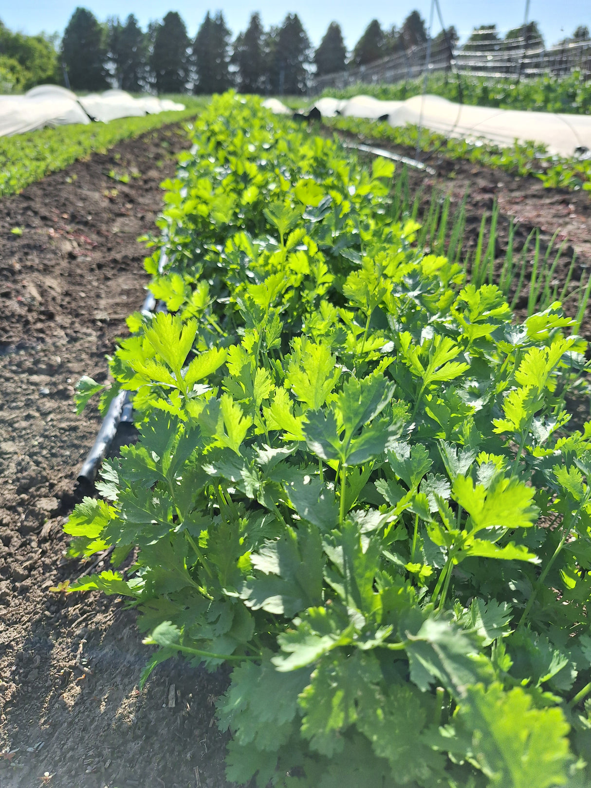 Cilantro