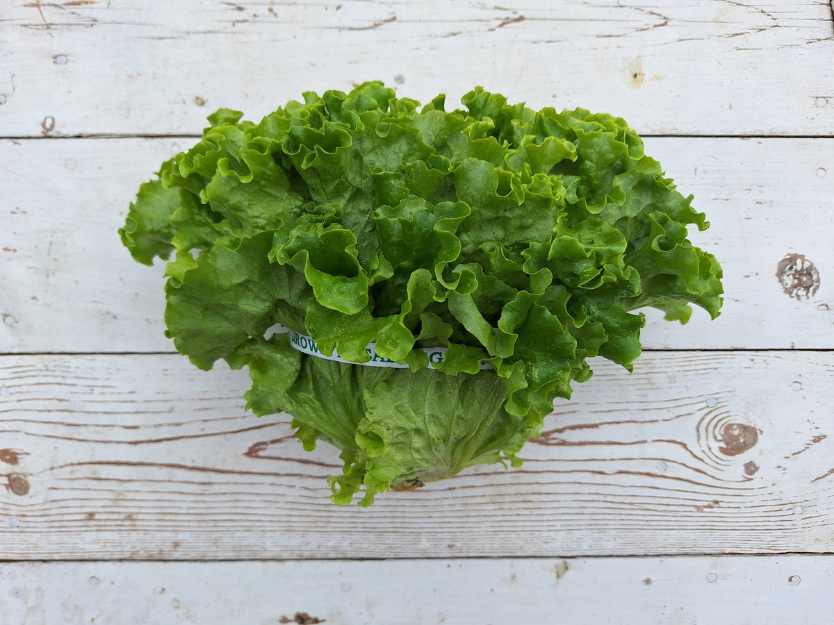 Green Summercrisp Lettuce