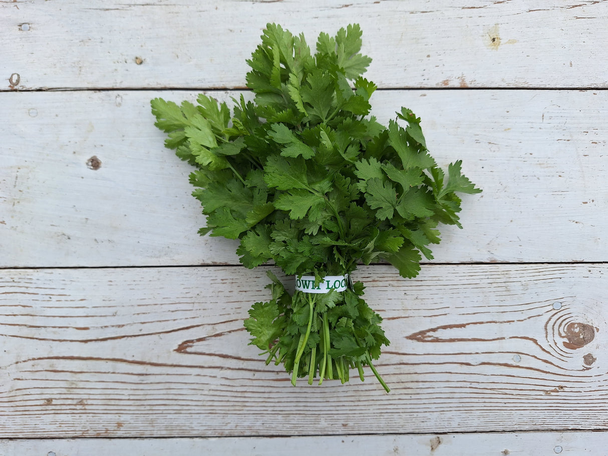 Cilantro