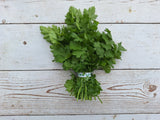 Cilantro