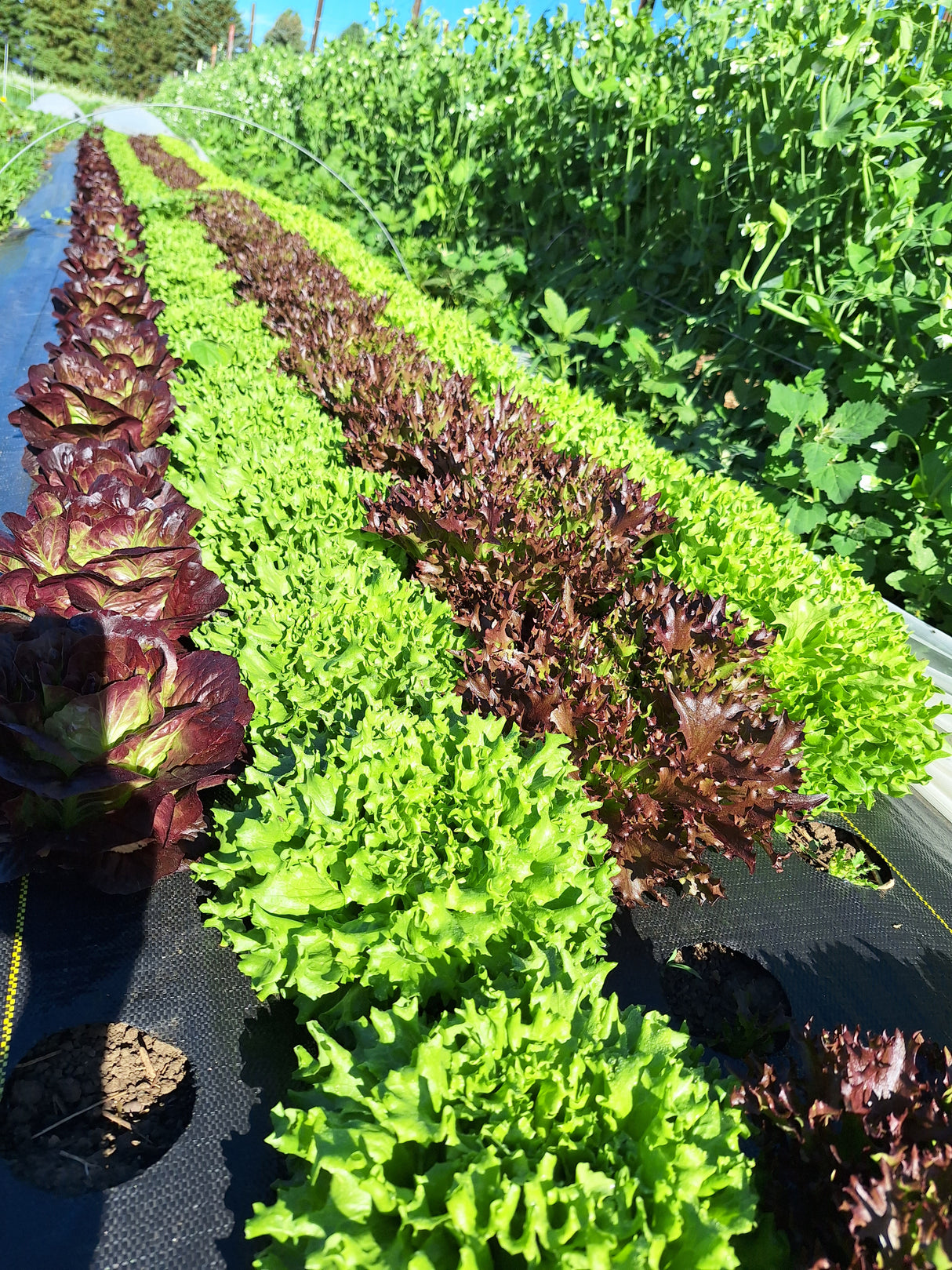 Lettuce Mix, 6 oz