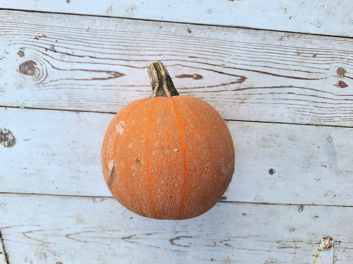 Pie Pumpkin "Winter Luxury"