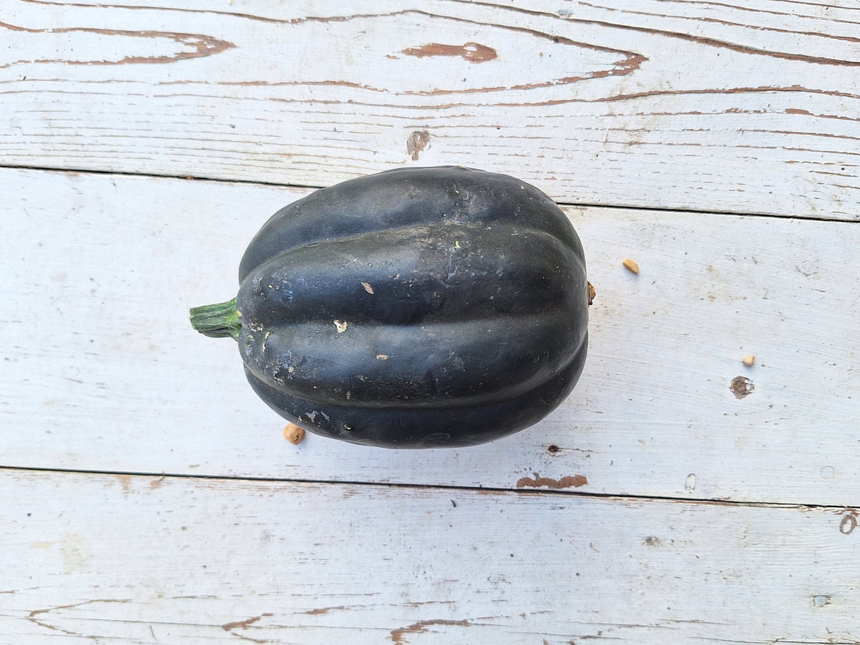 Squash, Acorn