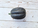 Squash, Acorn