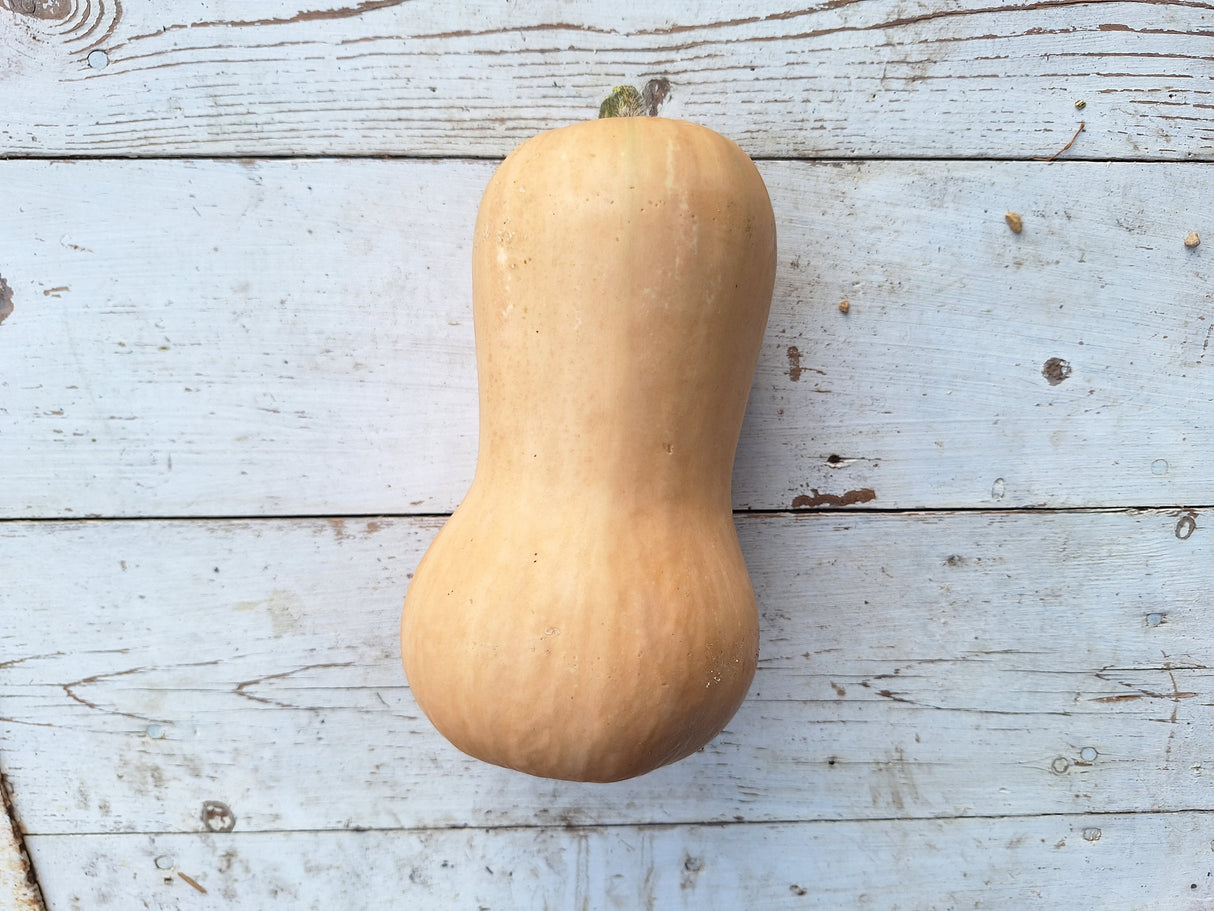 Squash, Butternut
