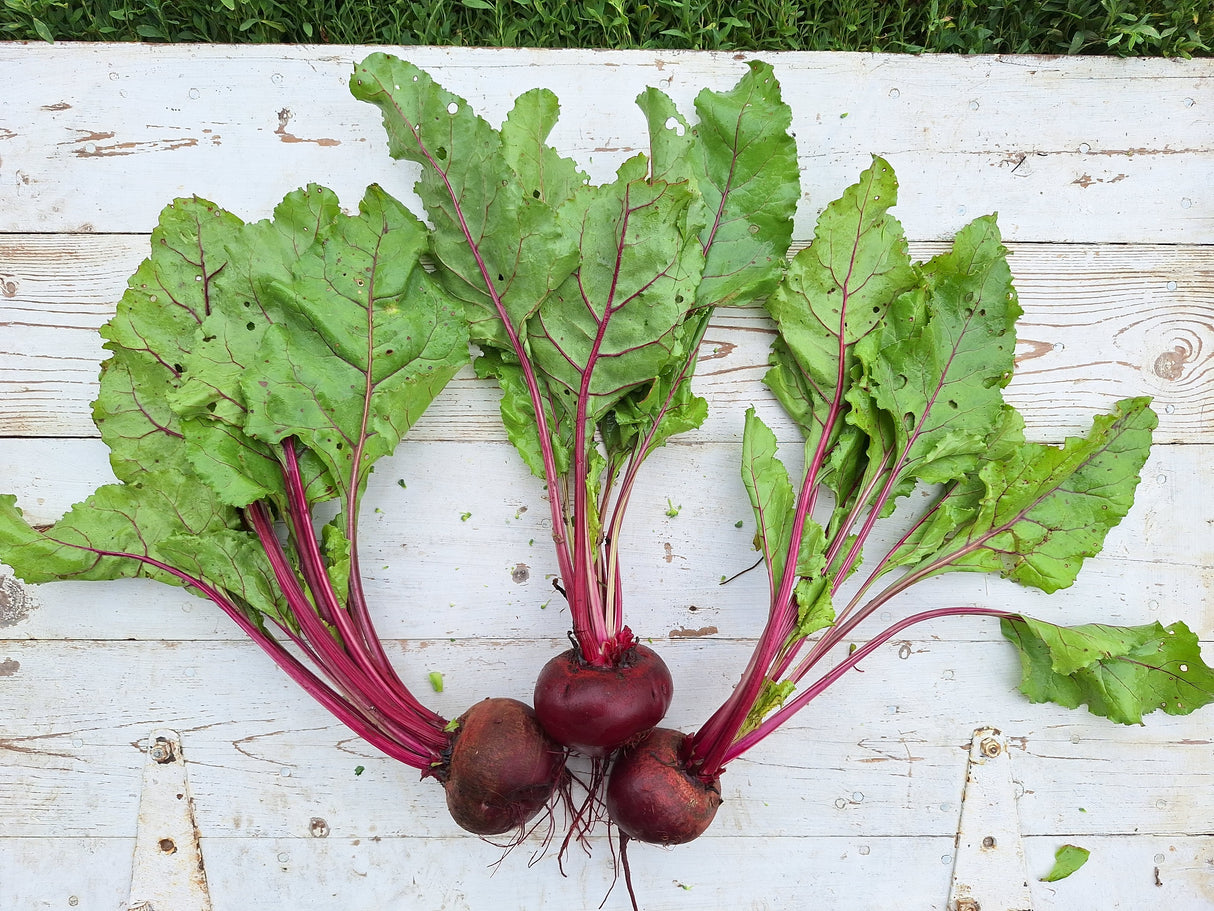 Green Top Beets
