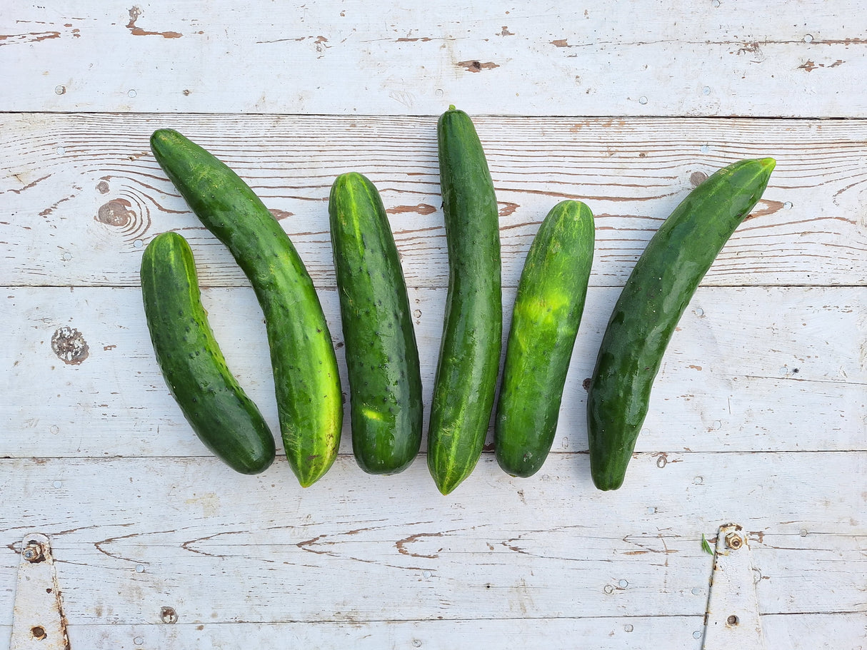 Cucumber, Slicing - 6 count