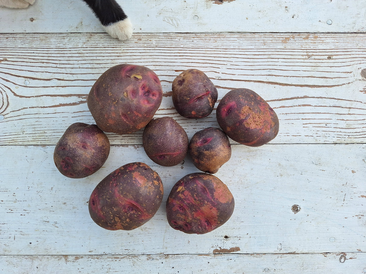 Potatoes, Purple Viking - 2.5 lbs