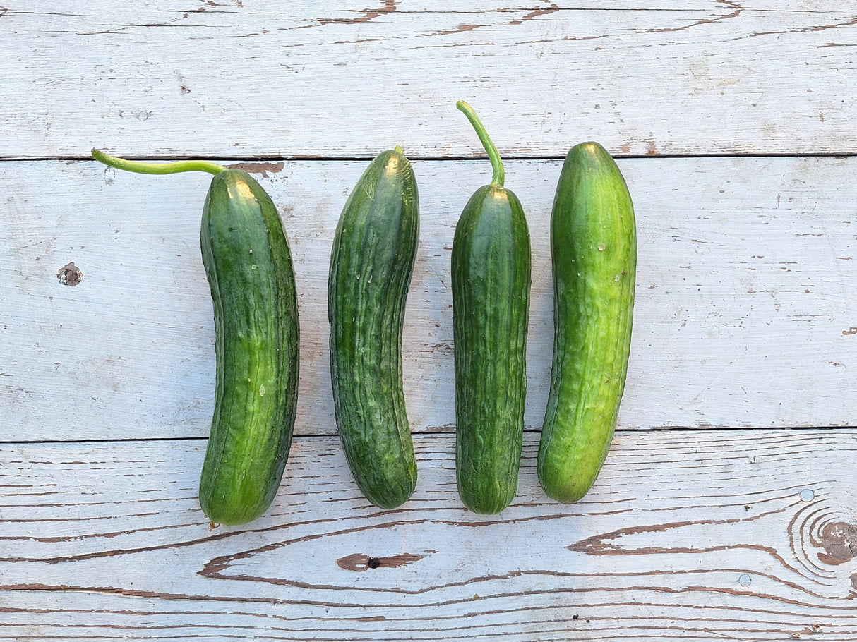 Mini cucumbers - 4 count