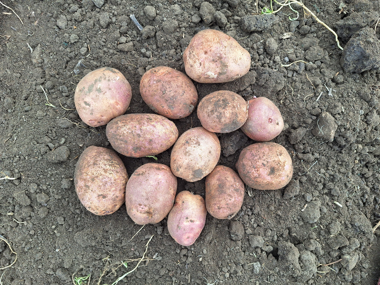 Potatoes, Purple Viking - 5 lb