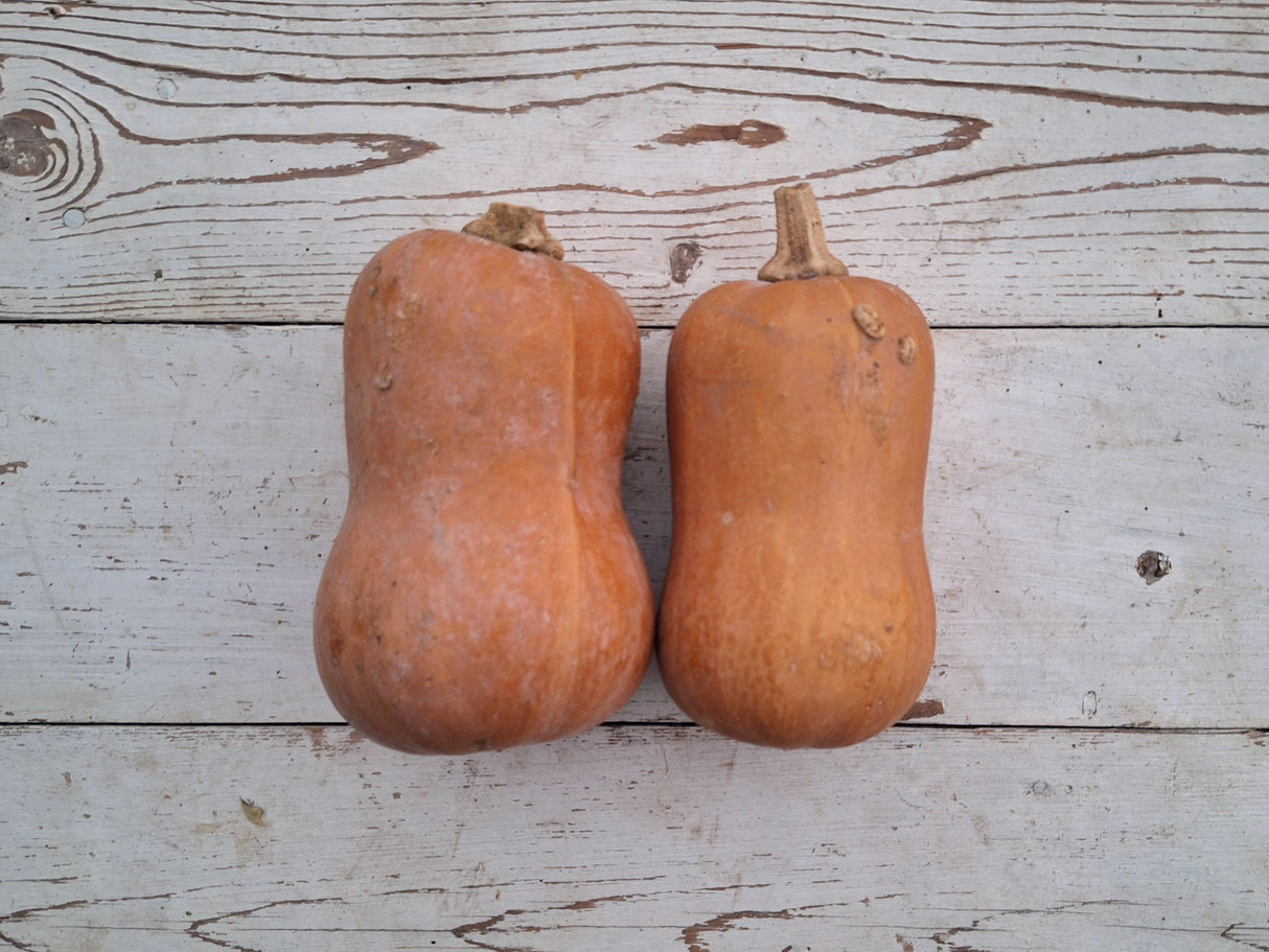 Squash, Honeynut - 2 count