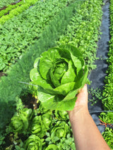 Lettuce, Mini Cosberg - 2 count