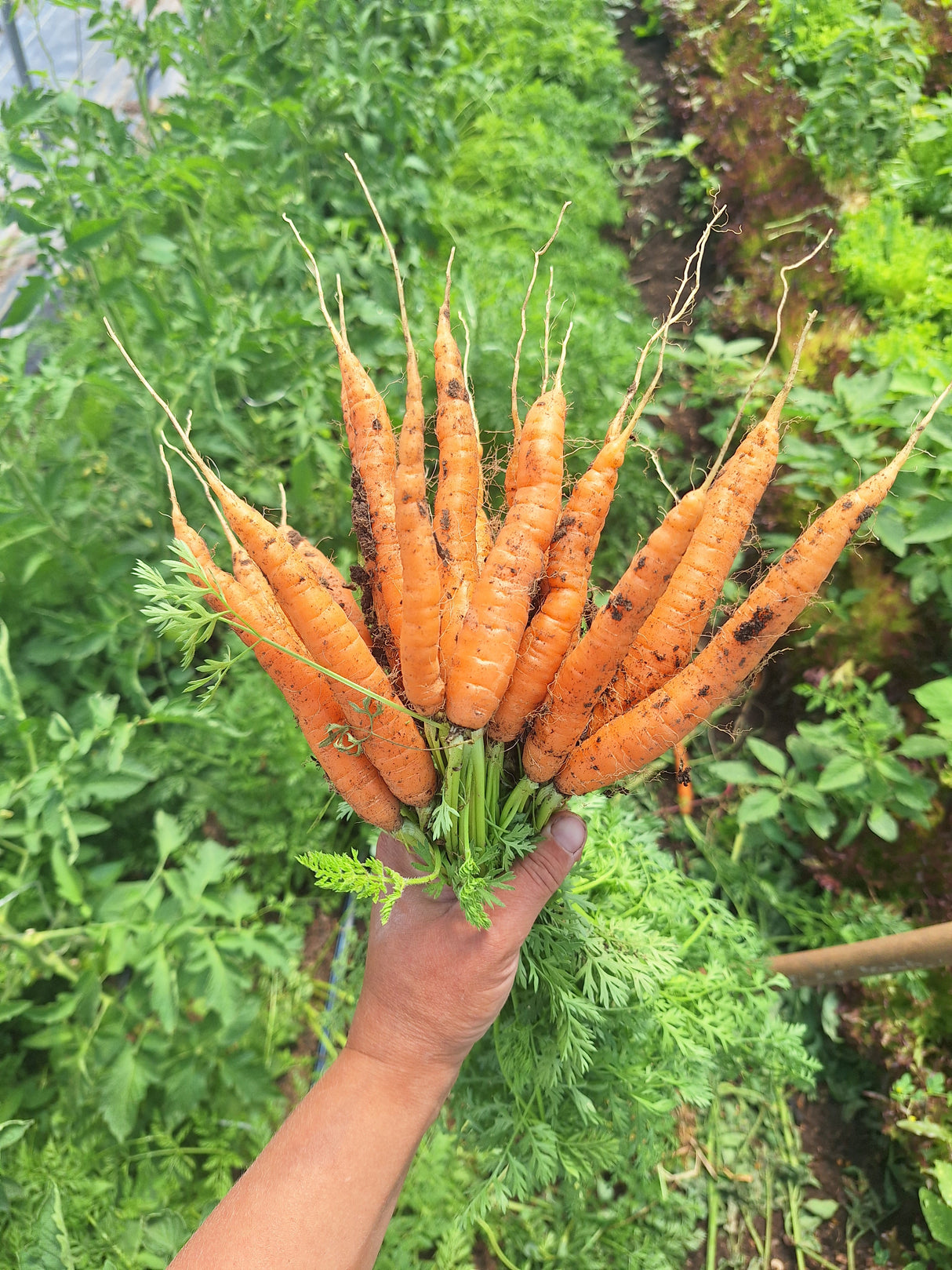 Carrots, bunched