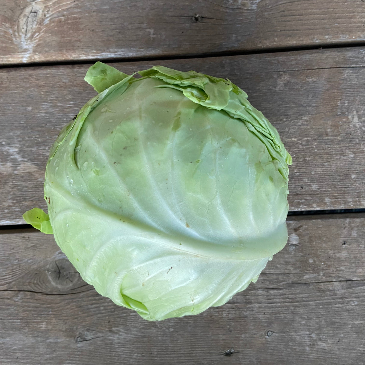 Cabbage