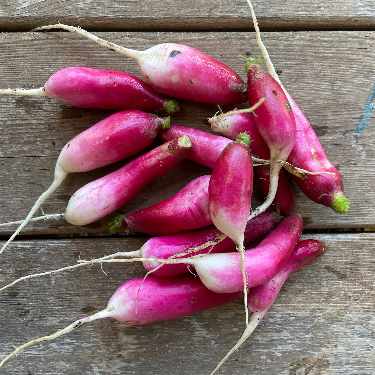 French Breakfast Radishes, 12 oz