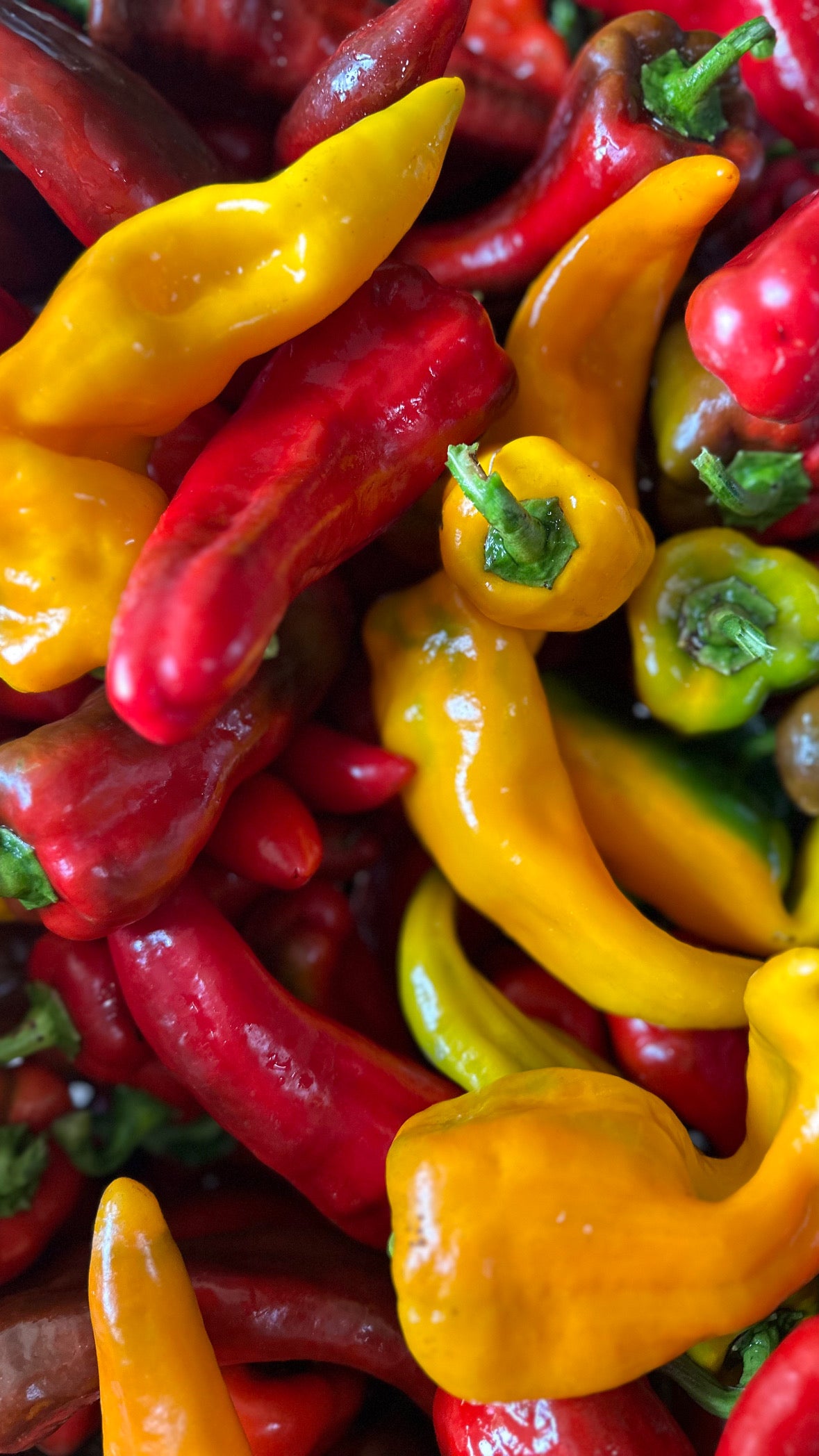 Sweet Red & Yellow Italian Peppers, 1/2 lb