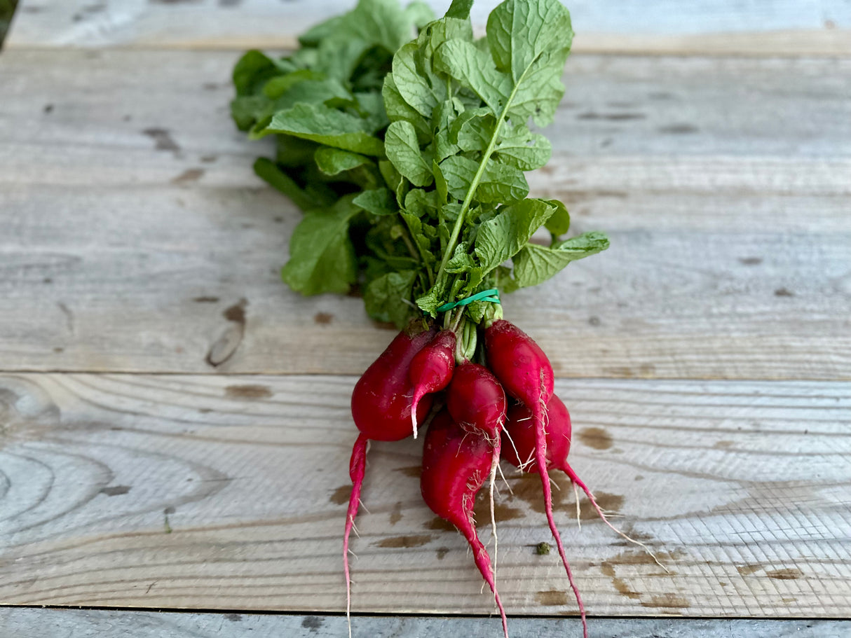 Organic Cherry Belle Radish, 1 Bunch