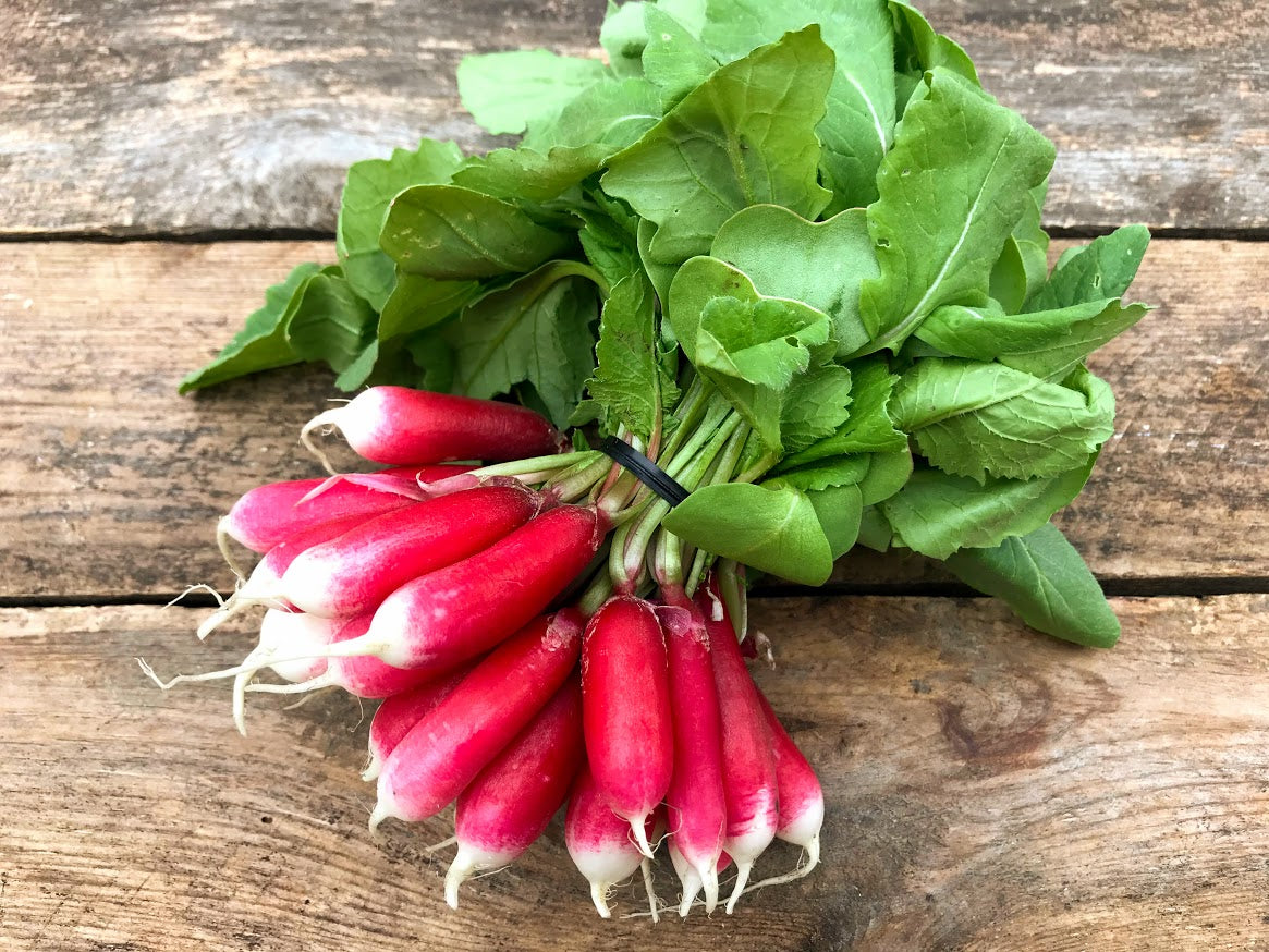 Radish, French Breakfast - bunch