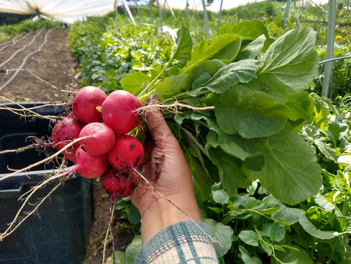 Radish, Red - 1 bunch